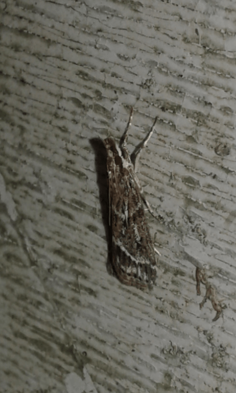 Crambidae : Eudonia sp.?  S